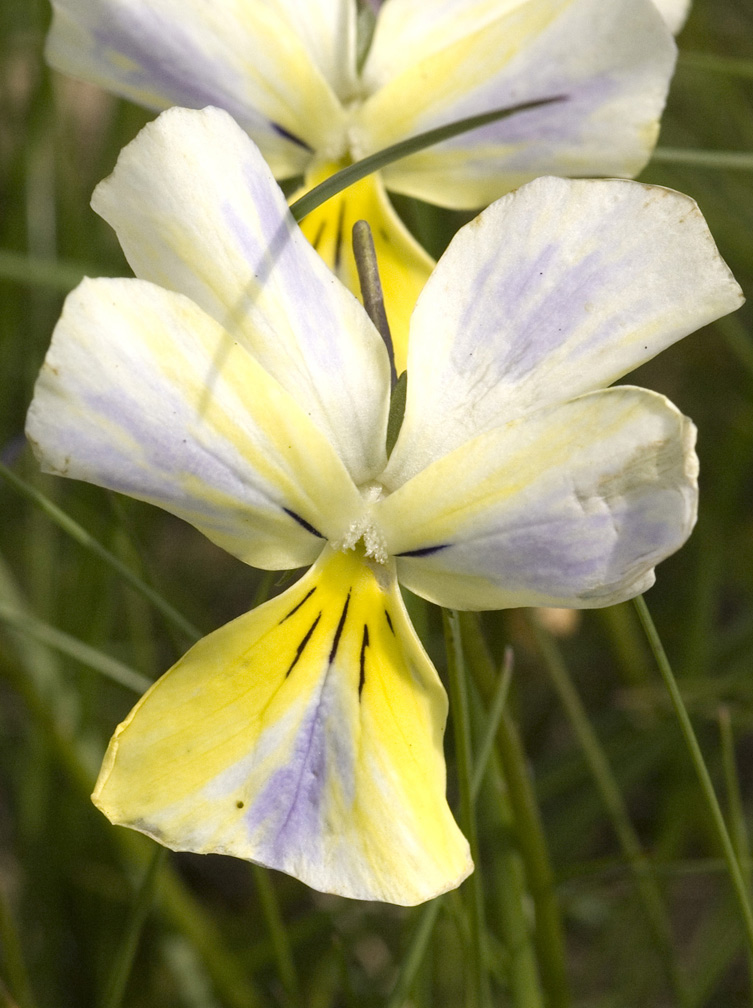 Viola calcarata/Viola con sperone